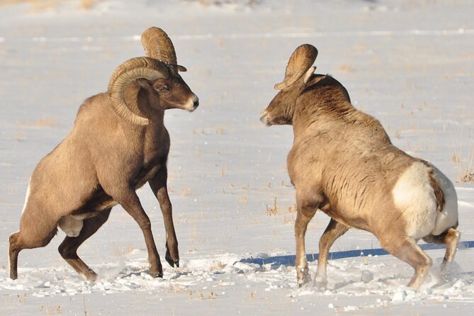 Sunset 4-Hour Grand Teton Wildlife Adventure - Wildlife you might see, and how to think about the odds