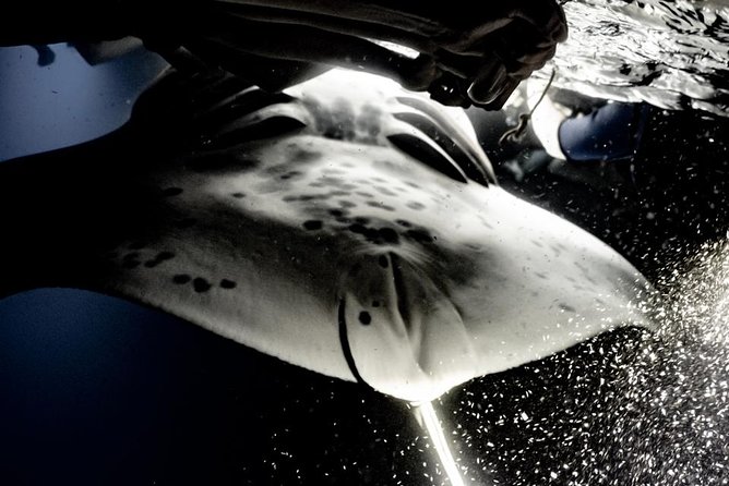 Sunset and Manta Ray Snorkel Adventure - Price and logistics: what you are really paying for