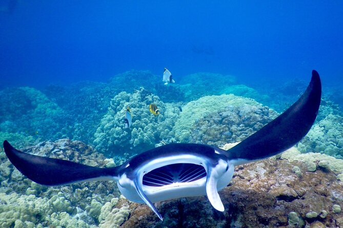 Sunset and Manta Ray Snorkel Adventure - Who should book this, and who should skip it
