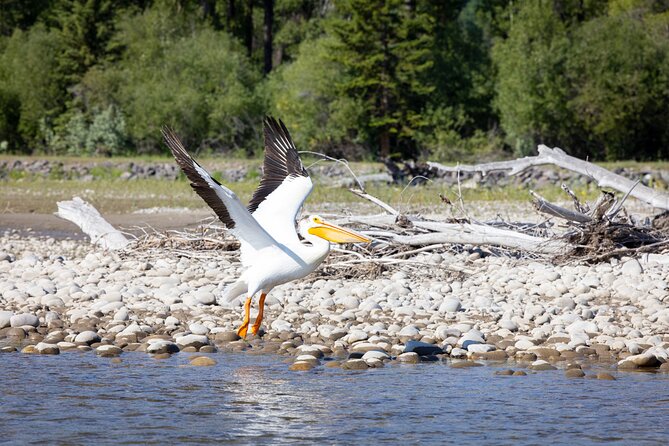 Tetons and Snake River Scenic Float Trip In Jackson Hole - The 13-mile Scenic Float: why this stretch works for first-timers