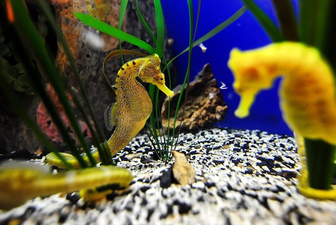The Florida Aquarium in Tampa General Admission - Florida Aquarium Tampa: What makes this aquarium a great afternoon plan