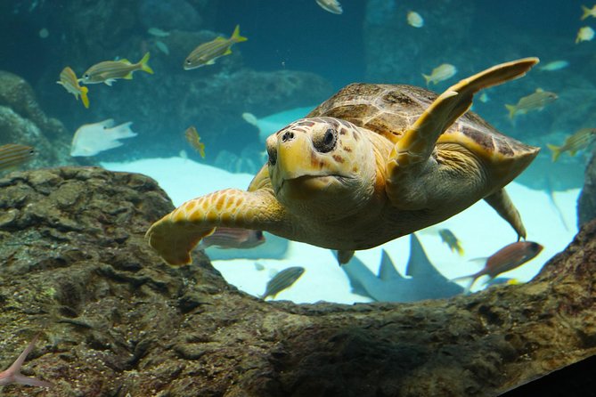 The Florida Aquarium in Tampa General Admission - Bays and Beaches habitats, plus Stingray Beach touch pool