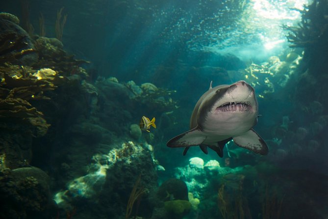 The Florida Aquarium in Tampa General Admission - Coral Reef Gallery: the one-of-a-kind reef walk