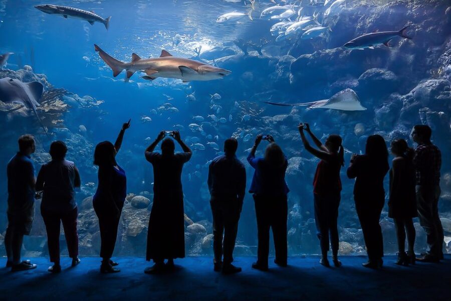 The Florida Aquarium Ticket - Key highlights worth steering toward
