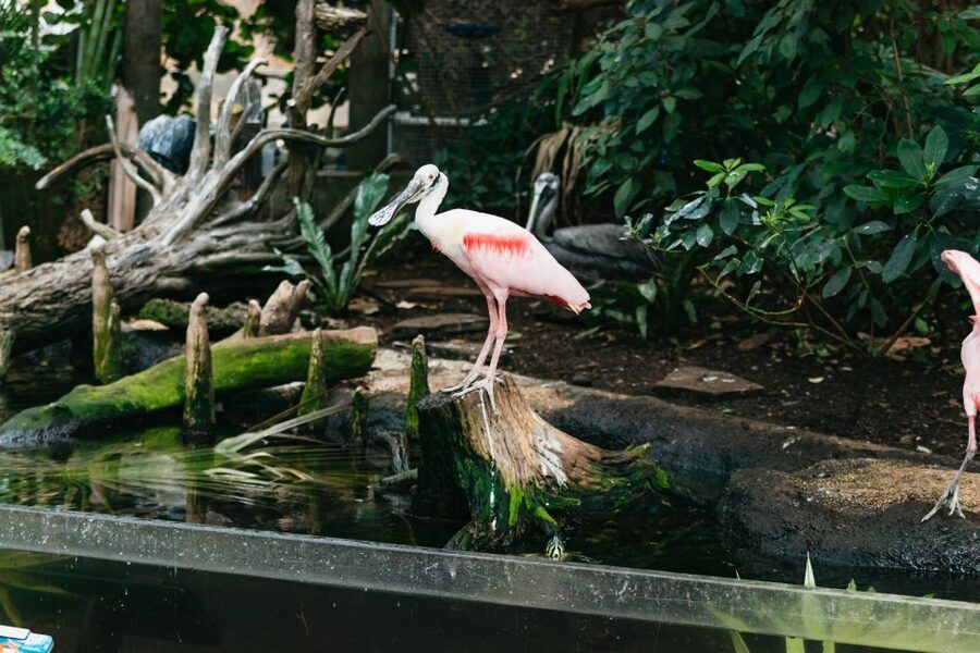 The Florida Aquarium Ticket - Food, breaks, and where Cafe Ray fits