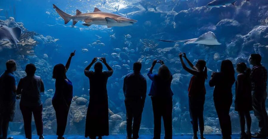The Florida Aquarium Ticket - Florida Aquarium ticket in Tampa: what 1 day really means