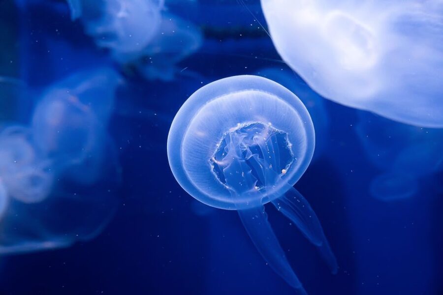The Florida Aquarium Ticket - The glass dome experience: birds, mangroves, otters, and alligators