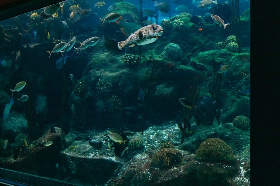 The Florida Aquarium Ticket - The interactive core: 3 touch pools, Stingray Touch, No Bone Zone, and Moon Bay