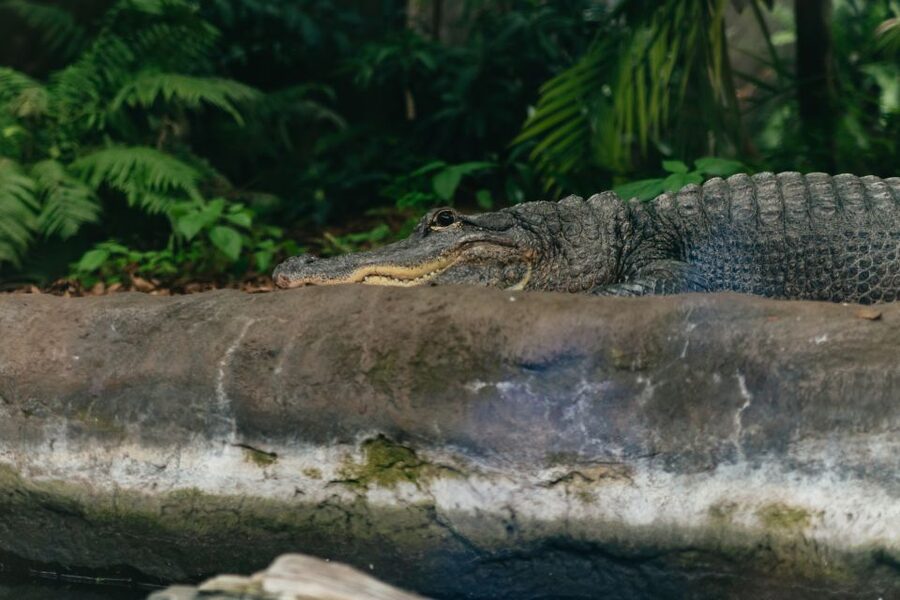 The Florida Aquarium Ticket - SeaTREK and the Wild Dolphin Cruise: how to add more water time
