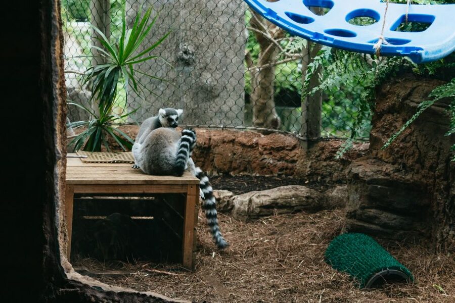 The Florida Aquarium Ticket - How to pace the day: a smart route that avoids feeling rushed