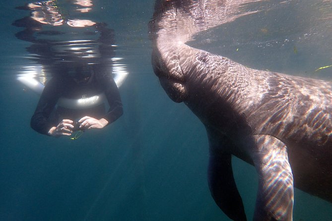 The 'OG' Manatee Snorkel Tour with In-Water Guide/Photographer - Getting Ready: Wetsuits, Masks, and Staying Warm Without Making It Miserable