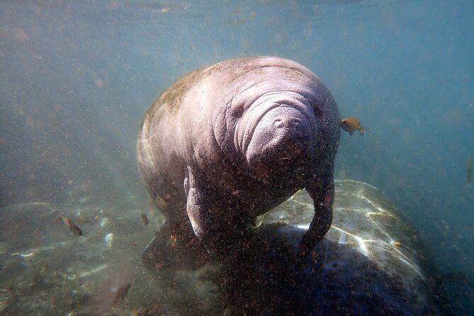 The 'OG' Manatee Snorkel Tour with In-Water Guide/Photographer - The Photo Story: HD Capture, Optional Photo Package, and What You Actually Get