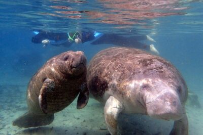 The ‘OG’ Manatee Snorkel Tour with In-Water Guide/Photographer