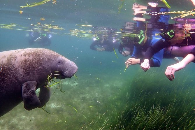 The 'OG' Manatee Snorkel Tour with In-Water Guide/Photographer - Value at About $76.07 for 3 Hours (and Why That Price Often Makes Sense)