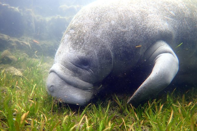 The 'OG' Manatee Snorkel Tour with In-Water Guide/Photographer - Who This Is For, and Who Might Want Another Option