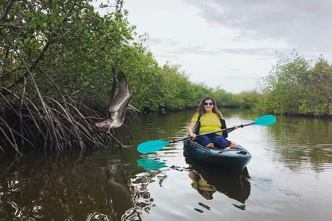 Thousand Island Mangrove Tunnel, Manatee & Dolphin Kayak Tour w/Cocoa Kayaking - Why Cocoa Beach’s Thousand Islands Mangrove Tunnels Feel Different
