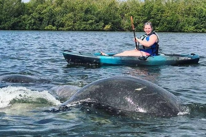 Thousand Island Mangrove Tunnel, Manatee & Dolphin Kayak Tour w/Cocoa Kayaking - What the Kayak Setup Means for Comfort (Tarpon 120s)