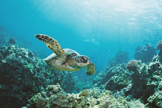 Turtle Canyon Snorkel Adventure in Waikiki, Oahu - What You Really Get for $85, Gear, Snacks, and Safety