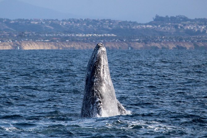 Two-Hour Luxury Whale Watching Tour from Oceanside - Oceanside Harbor: Where the Tour Starts and How Not to Miss It