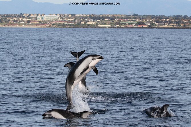 Two-Hour Luxury Whale Watching Tour from Oceanside - Snacks, Cash Bar, and Practical Spending on a Short Tour