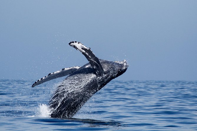 Two-Hour Luxury Whale Watching Tour from Oceanside - Best Fit: Families, First-Time Visitors, and Nature Lovers
