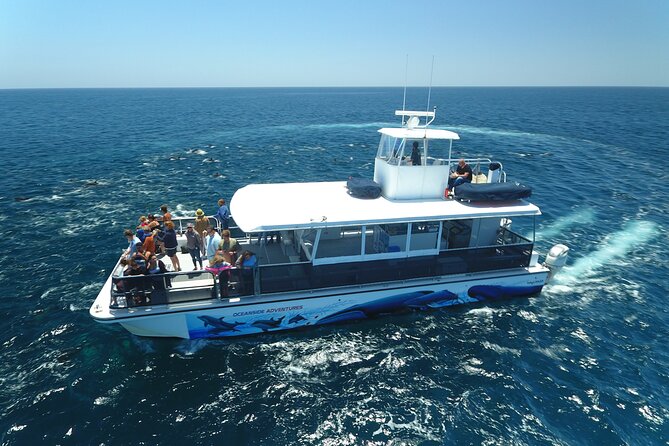 Two-Hour Luxury Whale Watching Tour from Oceanside - The Marine Naturalist Captain: What the On-Board Spotting Game Is Really Like