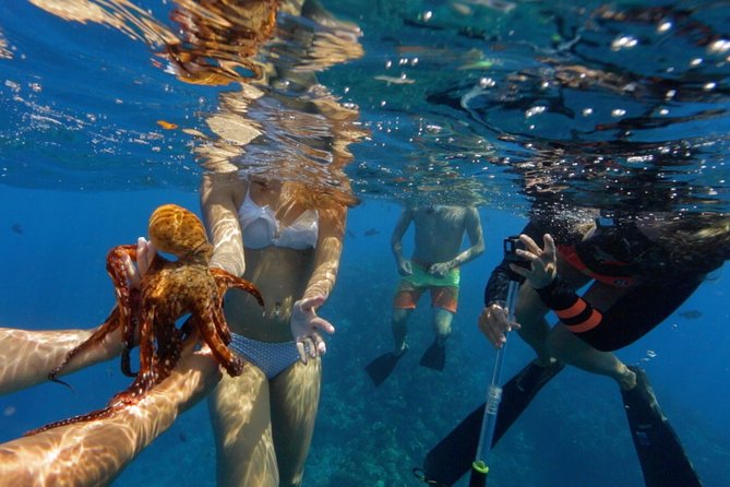 Ultimate 4 Hour Lanai Snorkel and Dolphin Encounter - Guides You’ll Actually Remember: Safety Style and Wildlife Spotting