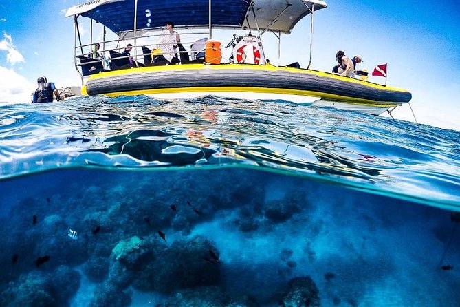 Ultimate 4 Hour Lanai Snorkel and Dolphin Encounter - Who This Trip Suits Best (And Who Might Want Another Option)