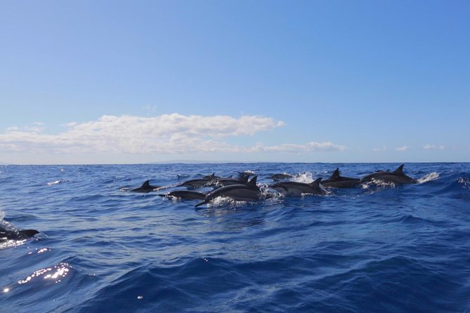 Ultimate 4 Hour Lanai Snorkel and Dolphin Encounter - Snorkel Stop One Near Lanai: Turtles, Fish, and Clear Water Moments