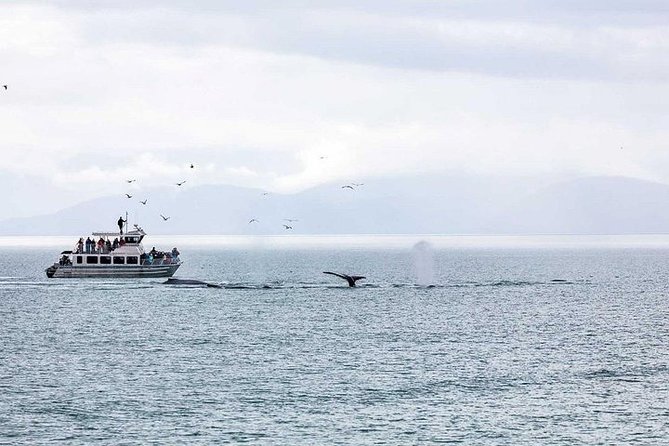 Ultimate Juneau Whale Watch and Mendenhall Glacier View - On the water for 2 hours, humpbacks first with a smart spotting strategy