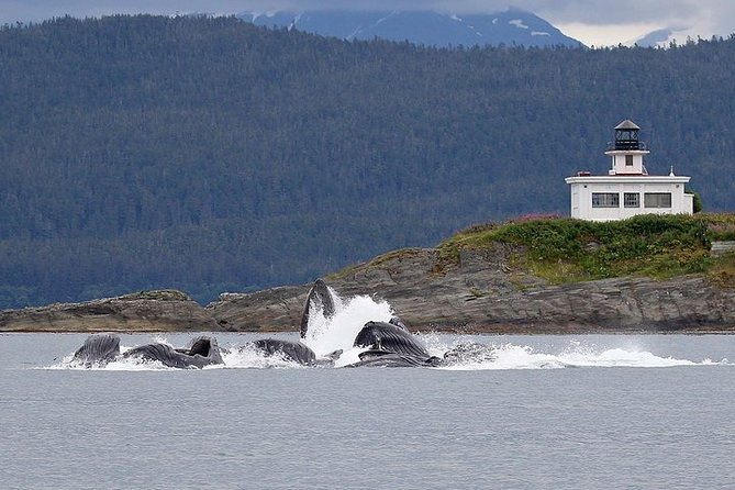 Ultimate Juneau Whale Watch and Mendenhall Glacier View - Photo tips that match the way this trip actually works