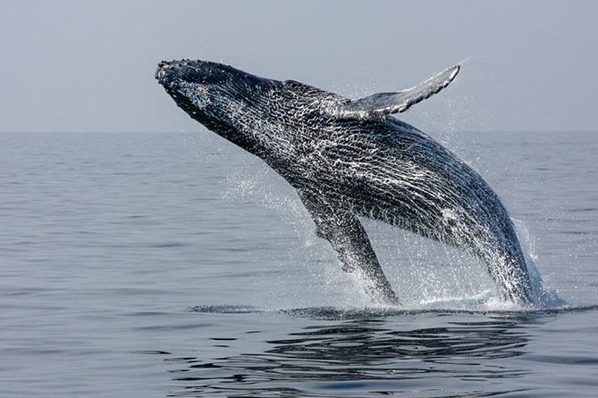 Ultimate Juneau Whale Watch and Mendenhall Glacier View - More than humpbacks, what you can spot around Auke Bay