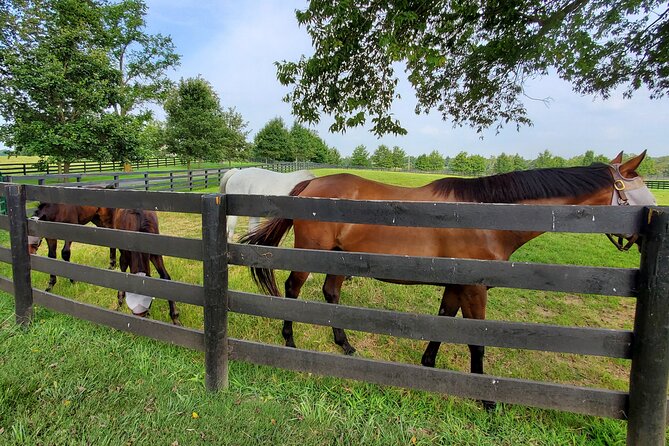 Unique Horse Farm Tours with Insider Access to Private Farms - What I’d bring and do to enjoy the hands-on parts