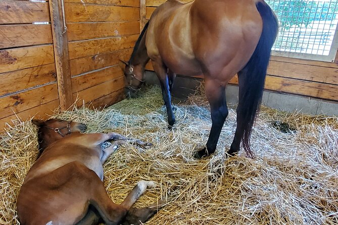 Unique Horse Farm Tours with Insider Access to Private Farms - Price of $59: what makes it feel like good value
