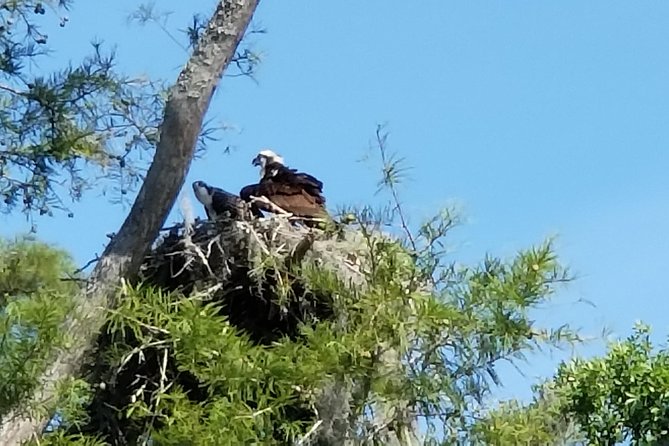 Waccamaw River Nature and Wildlife Tour - Quick hits before you go