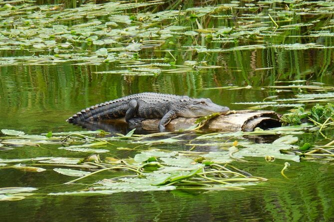 Waccamaw River Nature and Wildlife Tour - Beyond the beach: how the Waccamaw River changes your Myrtle Beach day