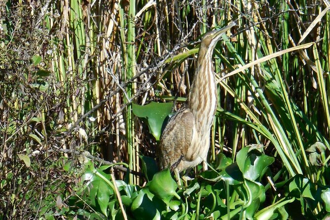 Waccamaw River Nature and Wildlife Tour - Your two-hour schedule: what to do before the boat leaves