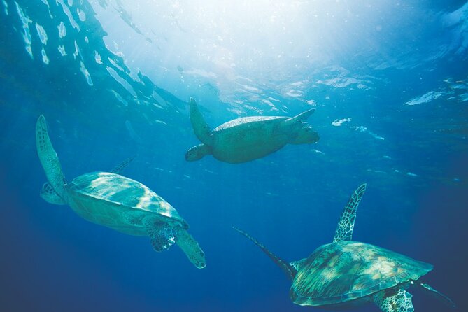 Waikiki Catamaran Snorkel Sail with Lunch: Turtles Guaranteed - The boat, the crew, and what to watch for during snorkeling