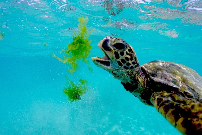 Waikiki Catamaran Snorkel Sail with Lunch: Turtles Guaranteed - Practical tips that make a real difference