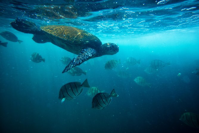 Waikiki Catamaran Snorkel Sail with Lunch: Turtles Guaranteed - From Waikiki to Diamond Head: what each stop gives you