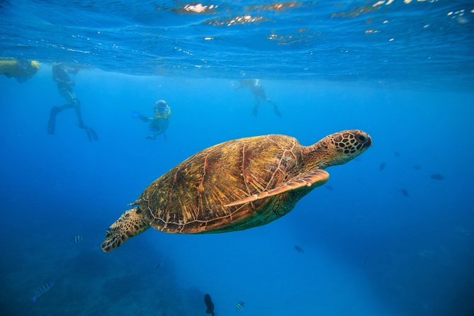 Waikiki, Hawaii: Turtle Canyon Snorkel Excursion - Key highlights at a glance
