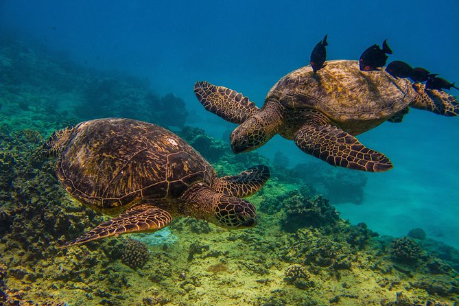 Waikiki, Hawaii: Turtle Canyon Snorkel Excursion - Price and what $79.21 buys you in real life