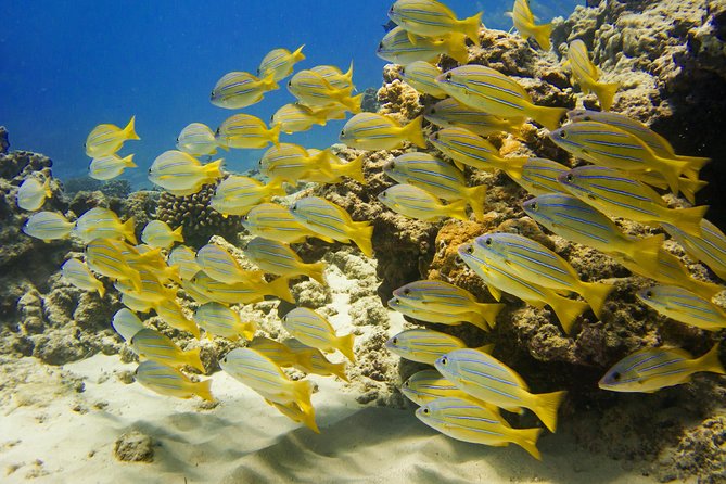 Waikiki, Hawaii: Turtle Canyon Snorkel Excursion - The snorkel briefing: how the crew sets you up to see turtles