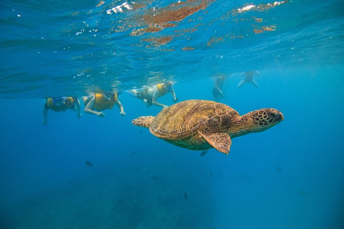 Waikiki, Hawaii: Turtle Canyon Snorkel Excursion - Turtle Canyon underwater: what you will likely see