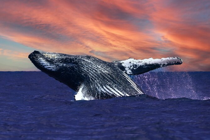 Waikiki, Oahu 2-Hour Whale Watching: Guaranteed Sightings - Key Things I’d Put on Your Radar