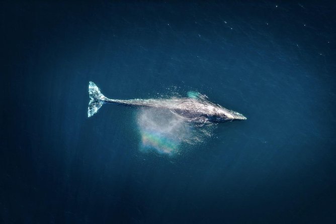 Waikiki, Oahu 2-Hour Whale Watching: Guaranteed Sightings - Out to the Whale Watching Point: What Happens During the Sail