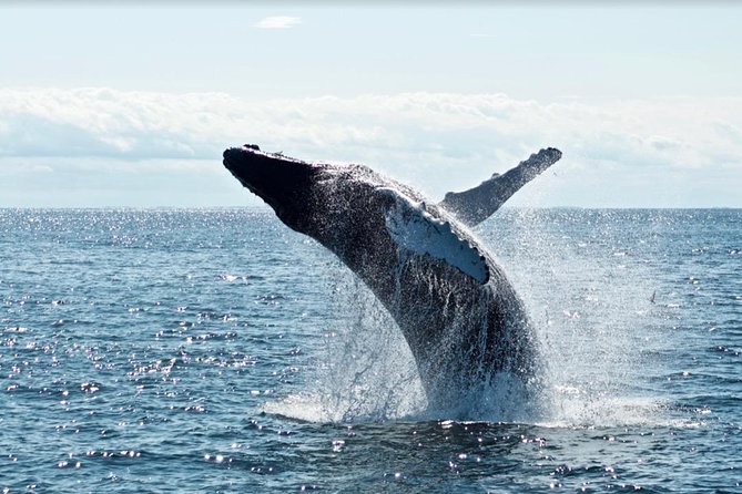 Waikiki, Oahu 2-Hour Whale Watching: Guaranteed Sightings - Seasickness and the Bumpy Ride: What to Do So You Enjoy the Trip