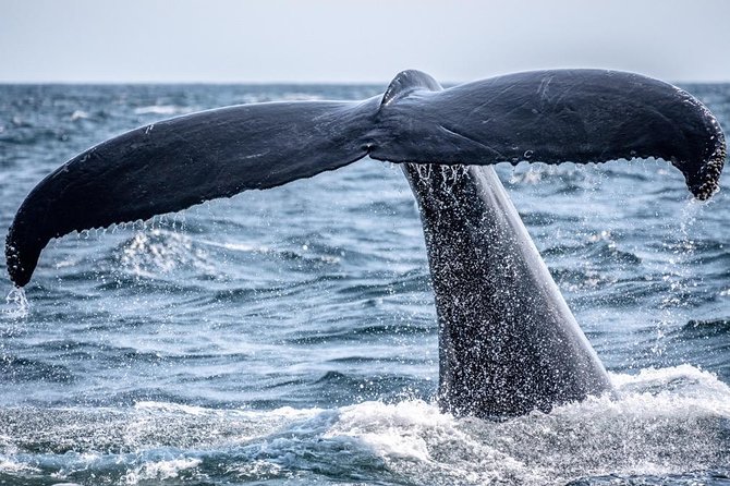 Waikiki, Oahu 2-Hour Whale Watching: Guaranteed Sightings - Pink Sails Waikiki Pickup, Meeting Point, and Boarding Reality