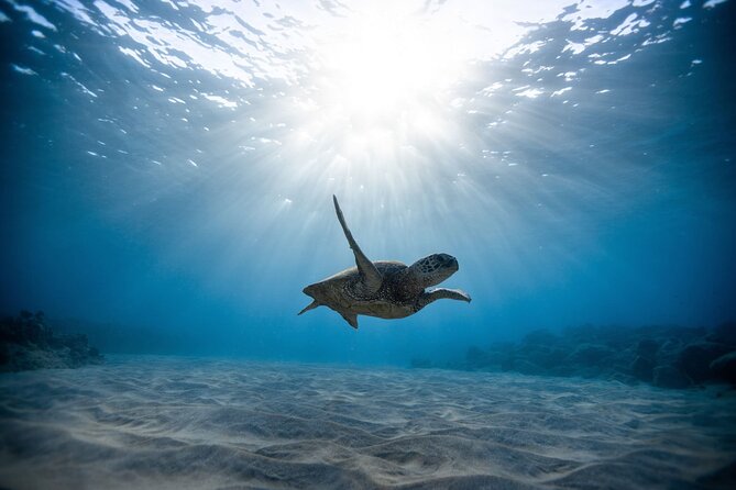 Waikiki: Turtle Canyon Snorkel - Getting to Pink Sails Waikiki, and Why the 30-Minute Check In Matters