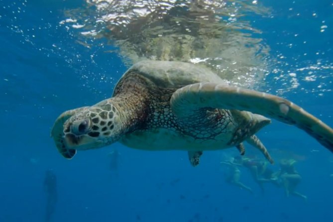 Waikiki: Turtle Canyon Snorkel - What You Should Bring, So You Do Not Spend the Day Shopping